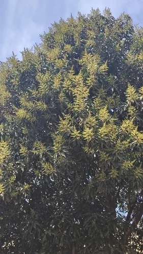 mango (Mangifera indica), photograph