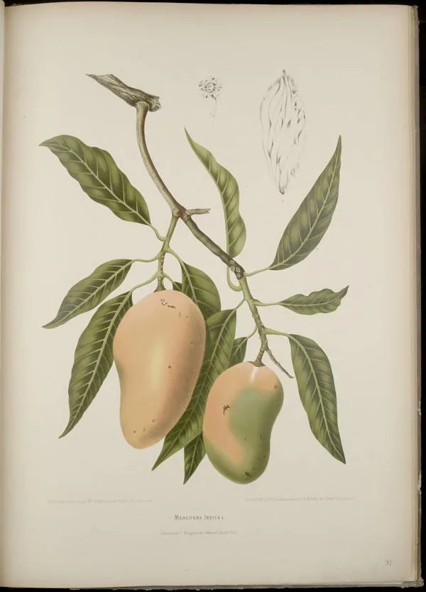 Illustration: Depannemaeker, P.; Muquardt, C.; Nooten, Berthe Hoola van. · Public domain · via Wikimedia mango (Mangifera indica), botanical illustration
