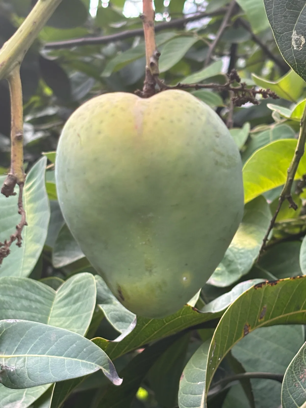 Photo: capacoscar, via iNaturalist · CC BY · via GBIF Mango, photograph