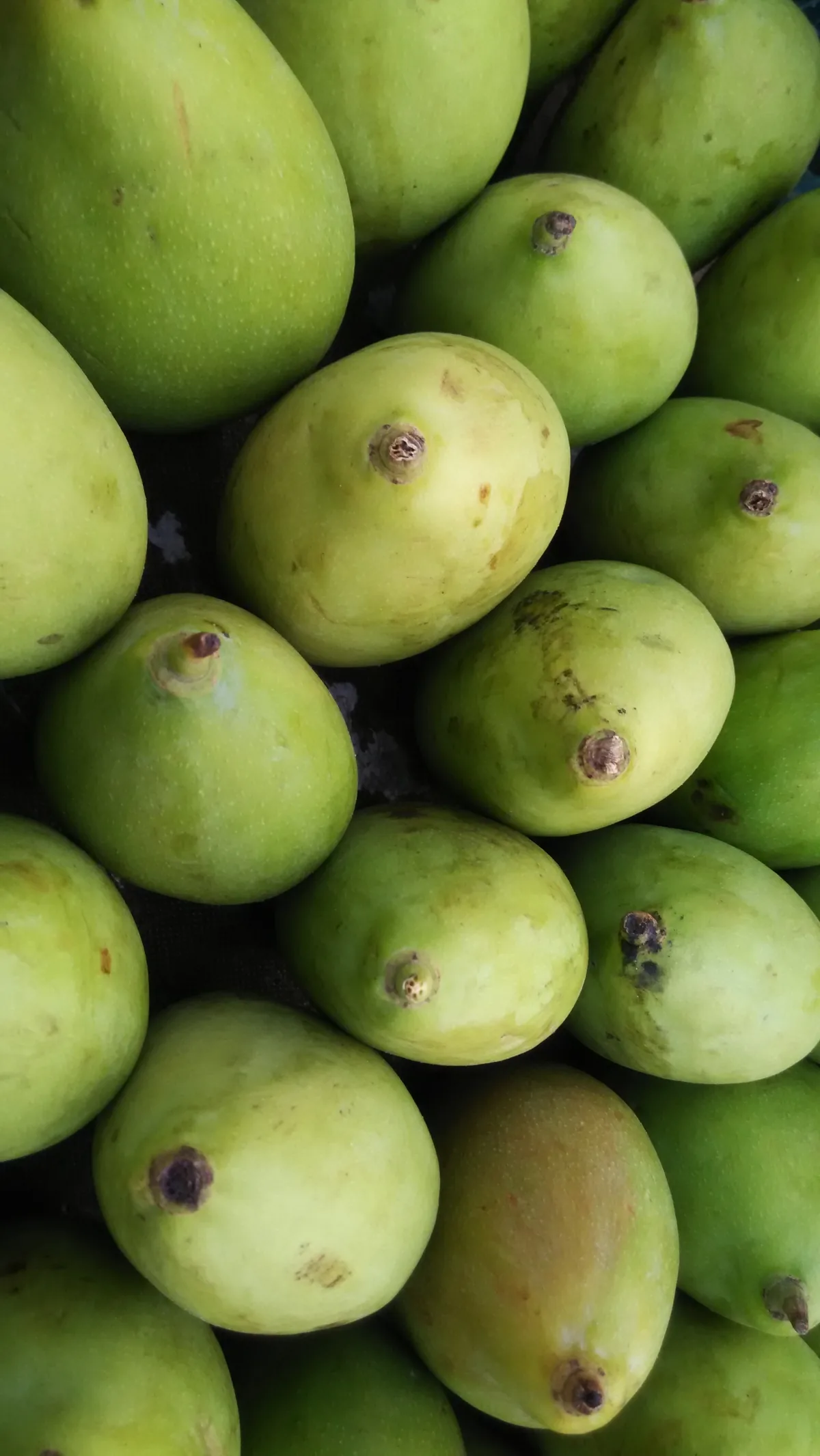 mango (Mangifera indica), photograph