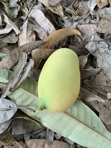mango (Mangifera indica), photograph