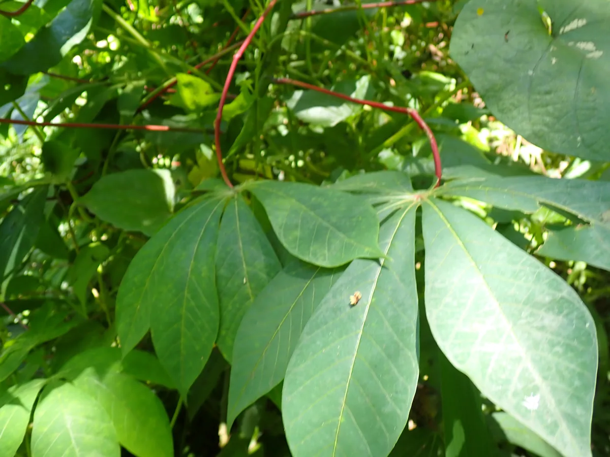 Cassava (Manihot esculenta), photograph