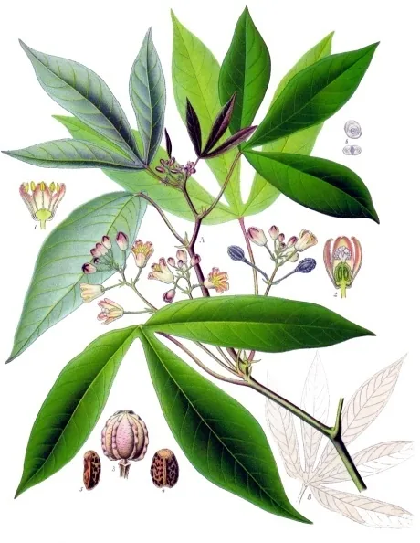 Cassava (Manihot esculenta), botanical illustration