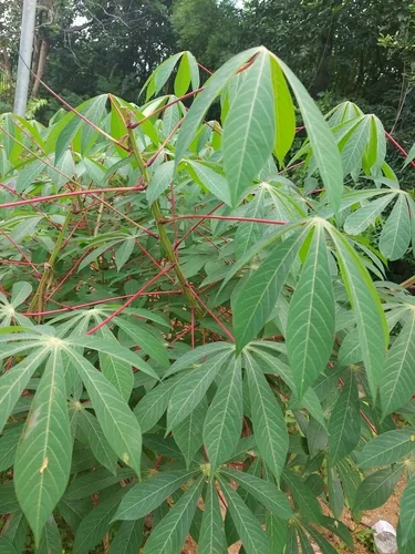 Photo: (c) Raja Sekhar Chimirala, some rights reserved (CC BY) · cc-by · via iNaturalist Cassava (Manihot esculenta), photograph