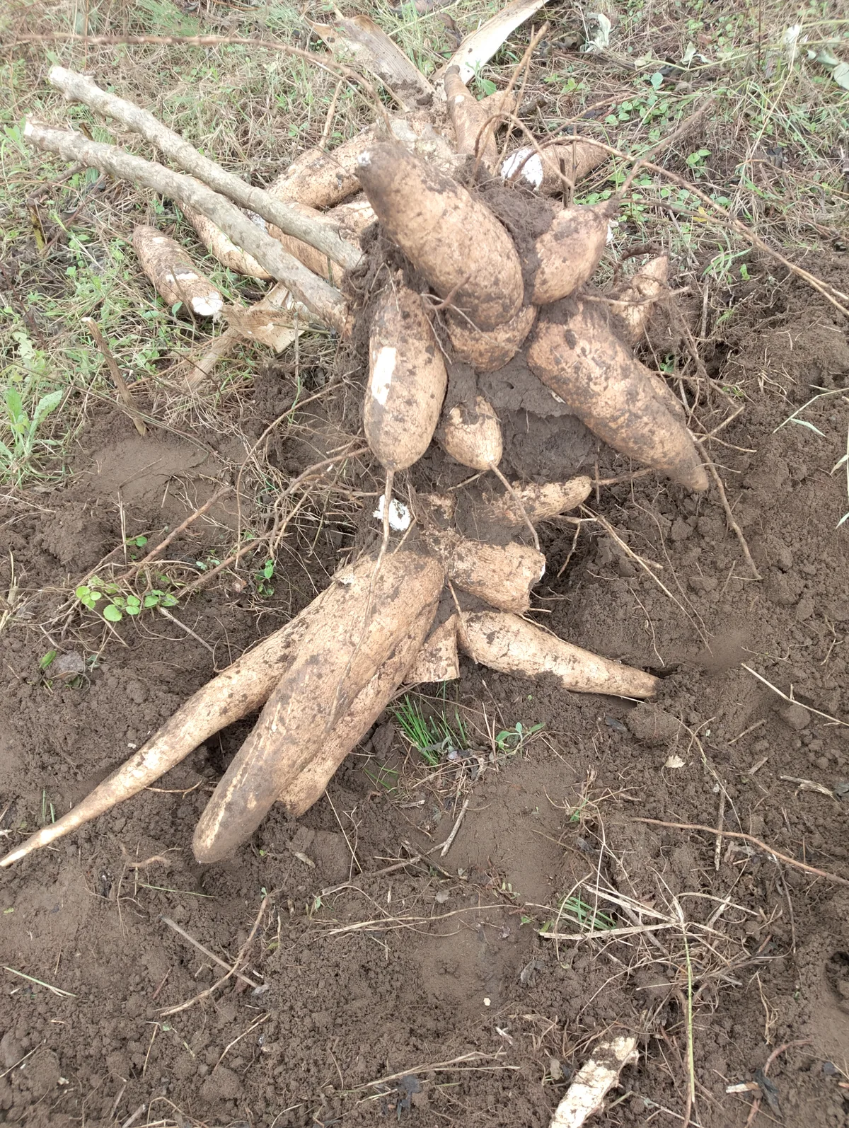 Photo: Geossegawa, via Wikimedia Commons · CC BY 4.0 · via Wikimedia Commons cassava (Manihot esculenta), photograph