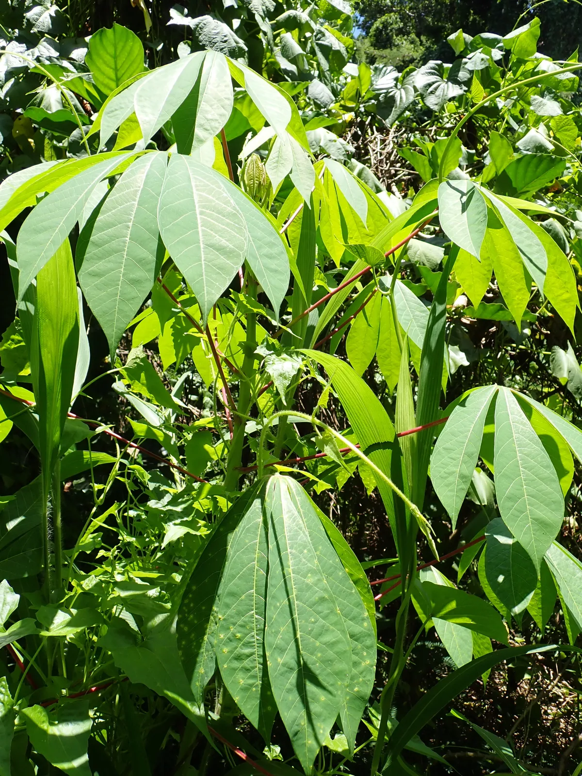 Cassava (Manihot esculenta), photograph