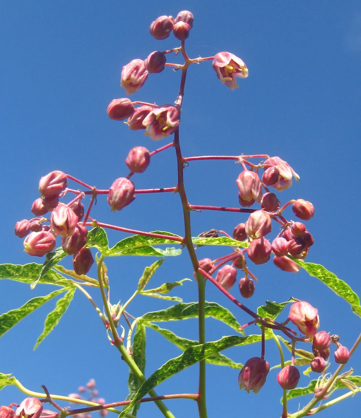 Cassava (Manihot esculenta), photograph