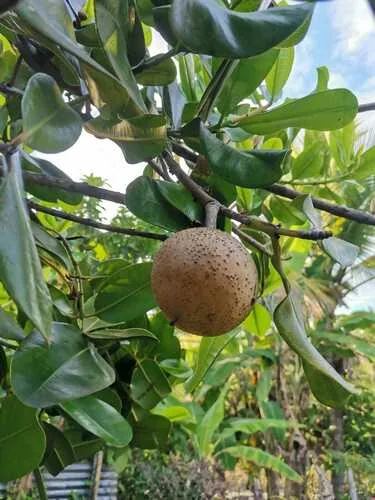 Photo: (c) Tays castillo, some rights reserved · CC BY · via iNaturalist sapodilla (Manilkara zapota), photograph