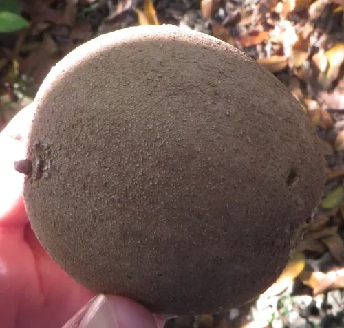 sapodilla (Manilkara zapota), photograph