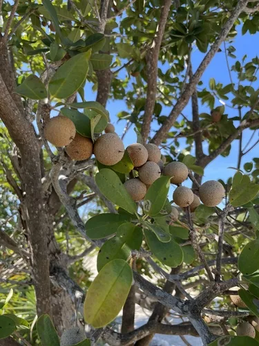 sapodilla (Manilkara zapota), photograph