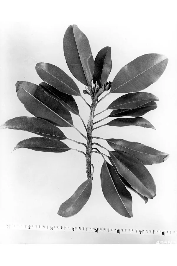 sapodilla (Manilkara zapota), photograph