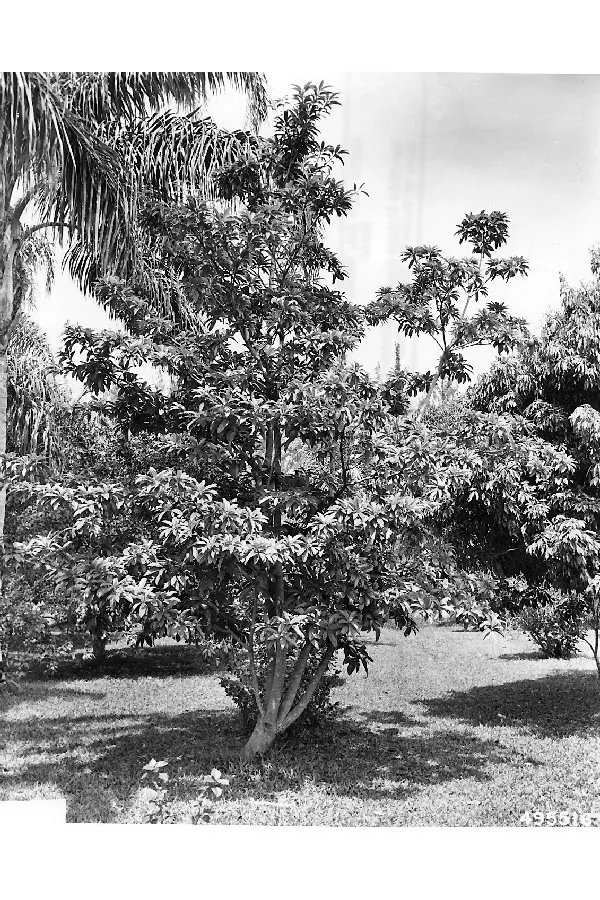 sapodilla (Manilkara zapota), photograph