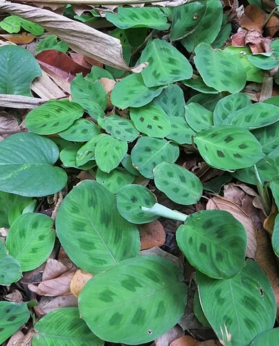 prayer plant (Maranta leuconeura), photograph
