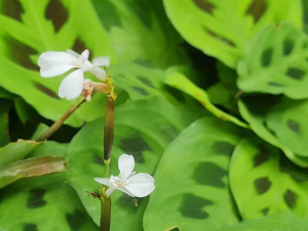 prayer plant (Maranta leuconeura), photograph