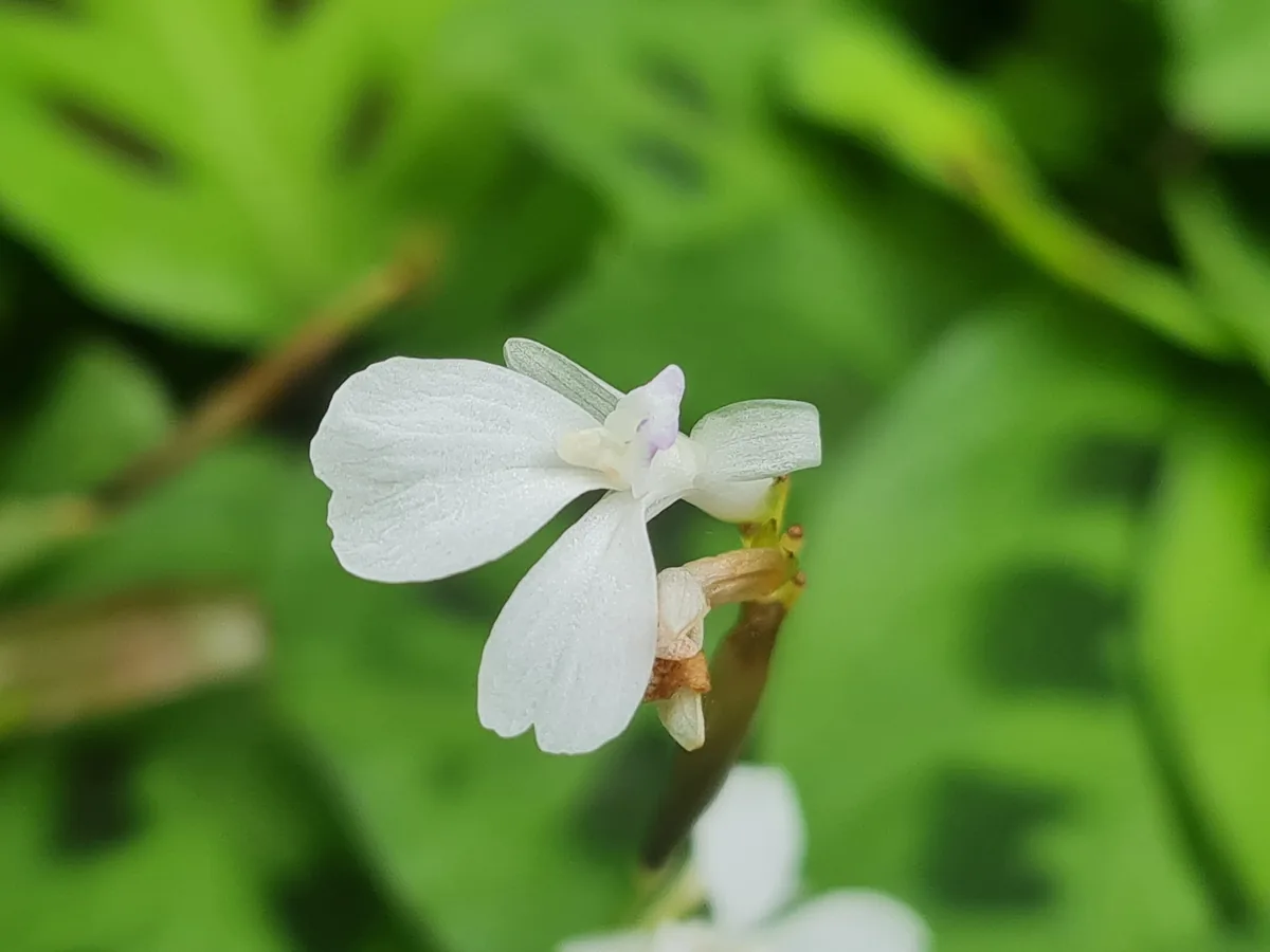 prayer plant (Maranta leuconeura), photograph