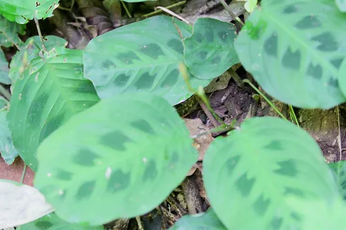 prayer plant (Maranta leuconeura), photograph
