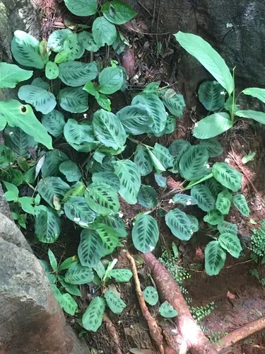 Photo: no rights reserved · CC0 · via iNaturalist prayer plant (Maranta leuconeura), photograph