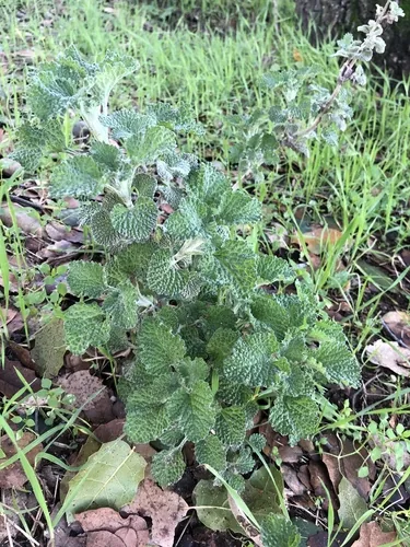 Photo: no rights reserved · CC0 · via iNaturalist horehound (Marrubium vulgare), photograph