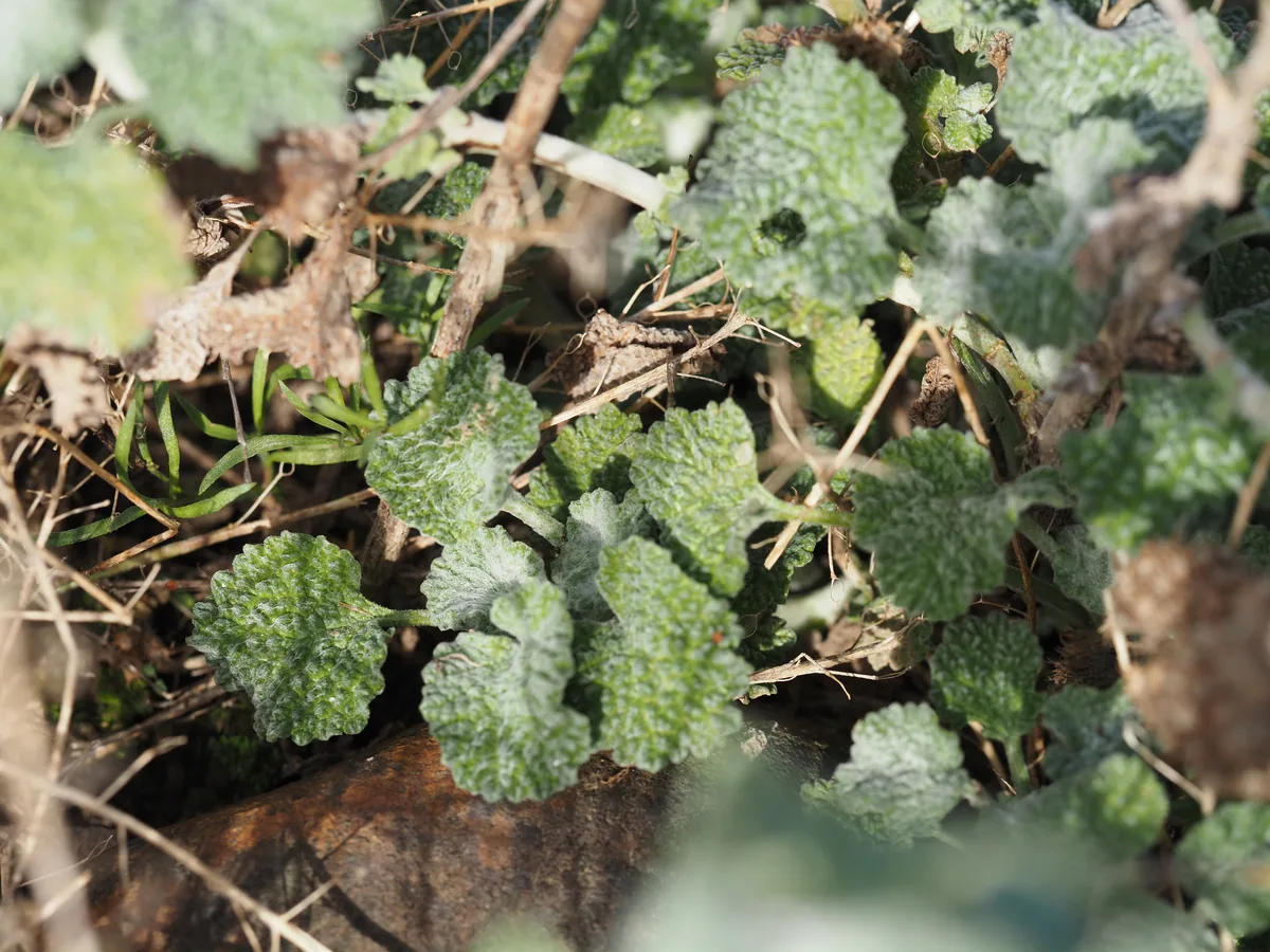 horehound (Marrubium vulgare), photograph