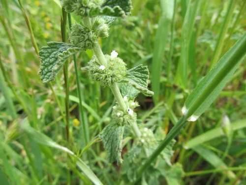 horehound (Marrubium vulgare), photograph