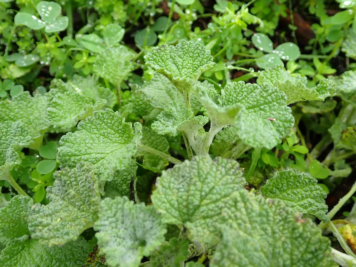 horehound (Marrubium vulgare), photograph