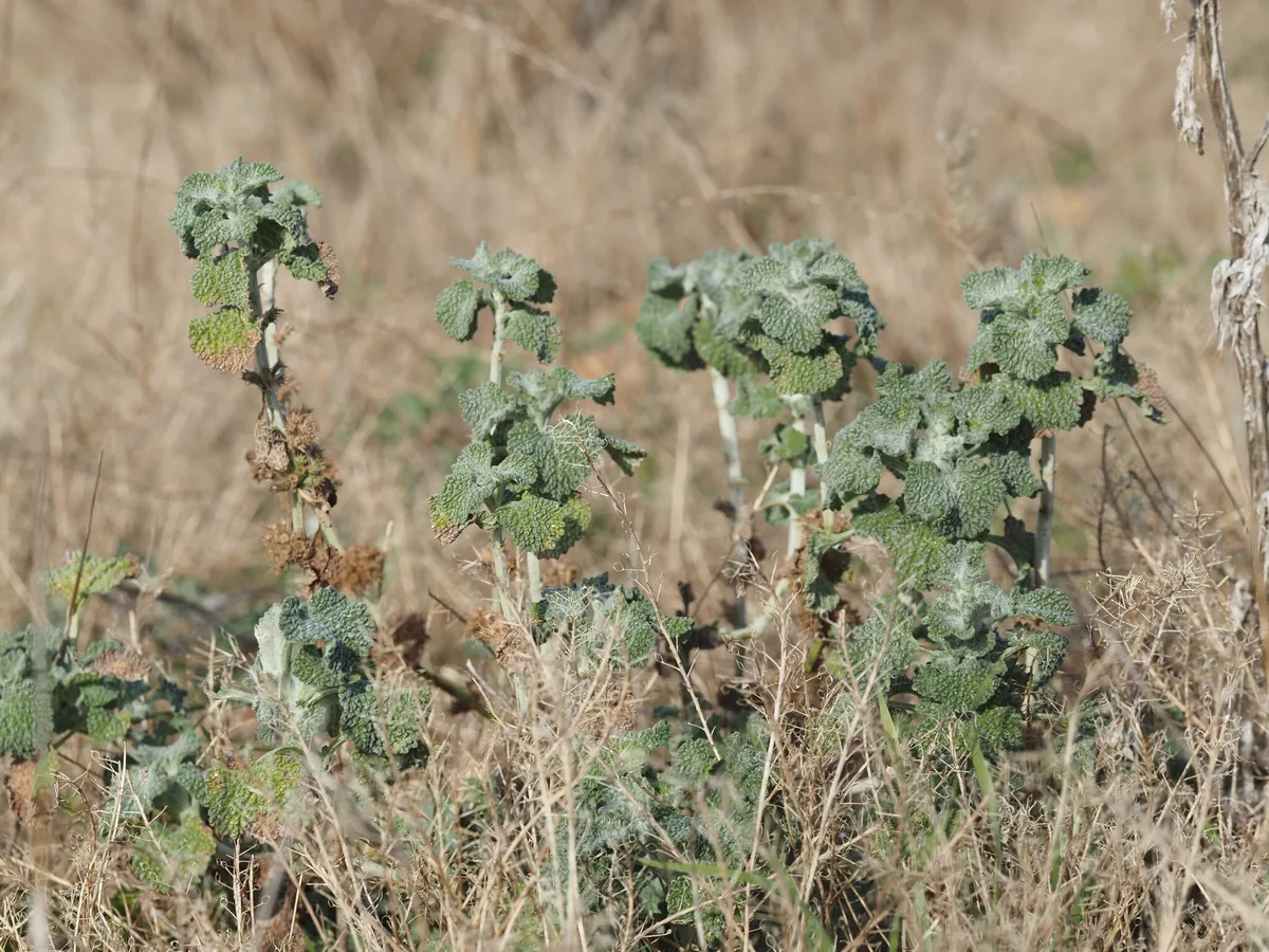 horehound (Marrubium vulgare), photograph