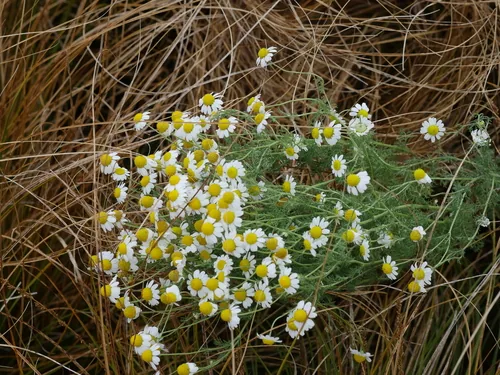 Chamomile (Matricaria chamomilla), photograph