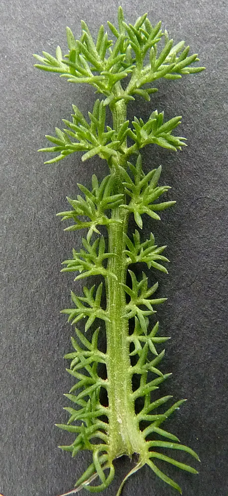 chamomile (Matricaria chamomilla), photograph