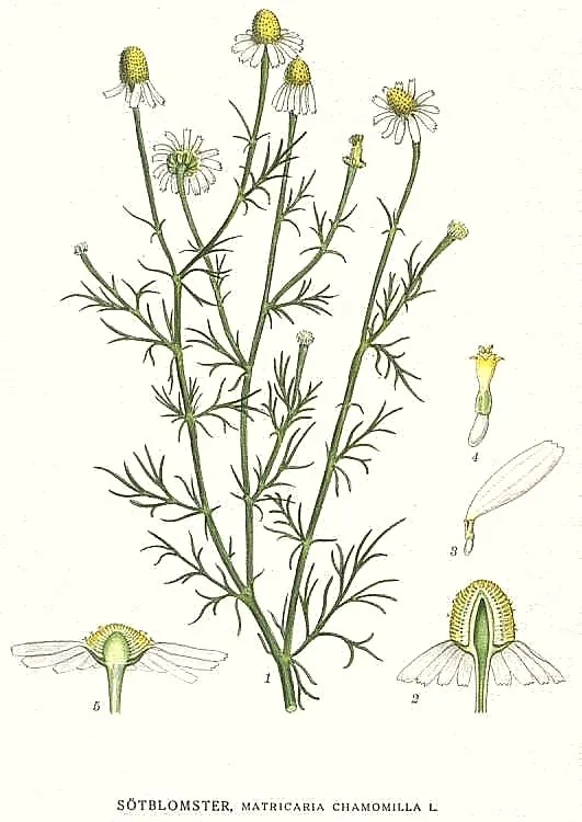 Chamomile (Matricaria chamomilla), botanical illustration