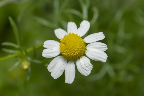 Photo: (c) Eleftherios Katsillis, some rights reserved (CC BY) · cc-by · via iNaturalist Chamomile (Matricaria chamomilla), photograph