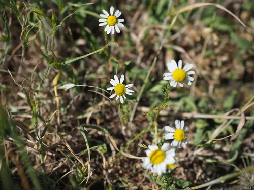 Chamomile (Matricaria chamomilla), photograph