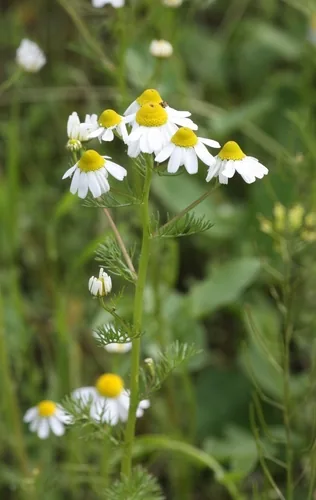 Chamomile (Matricaria chamomilla), photograph