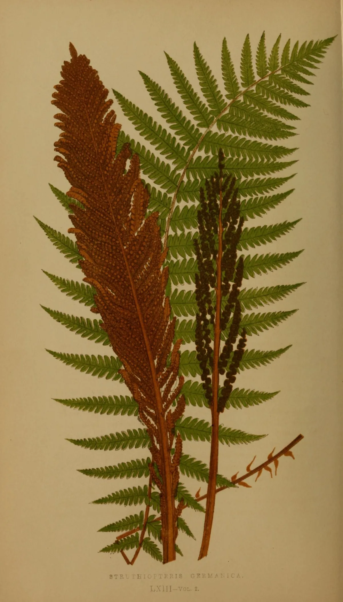 Ostrich Fern (Matteuccia struthiopteris), botanical illustration