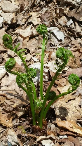 Ostrich Fern (Matteuccia struthiopteris), photograph
