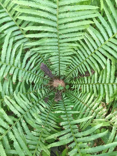 Photo: no rights reserved · CC0 · via iNaturalist ostrich fern (Matteuccia struthiopteris), photograph