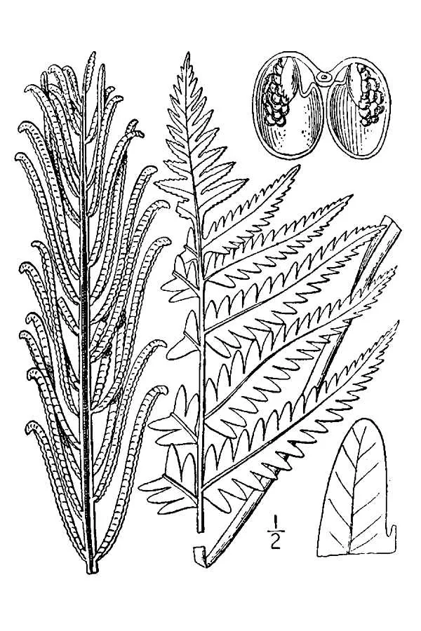 Ostrich Fern (Matteuccia struthiopteris), botanical illustration