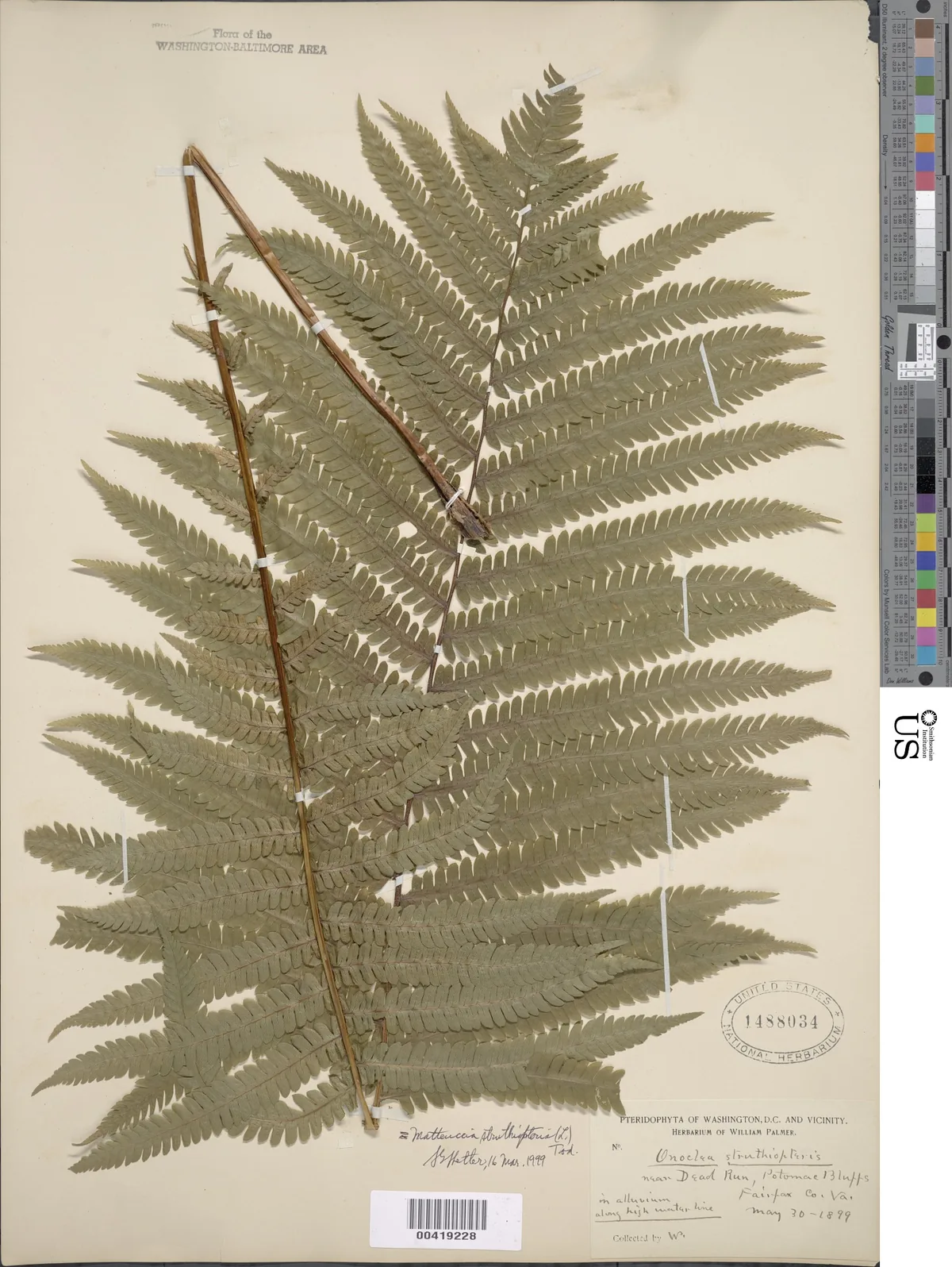 Ostrich Fern (Matteuccia struthiopteris), photograph