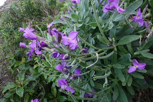 Stock (Matthiola incana), photograph