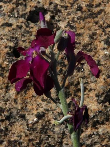 Stock (Matthiola incana), photograph