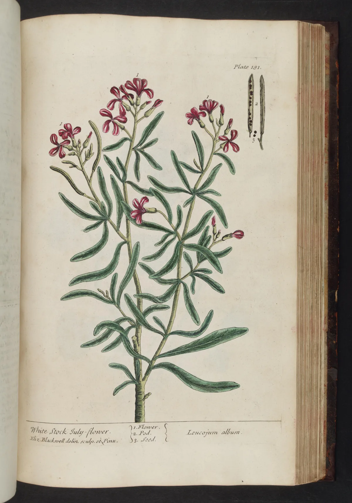 Stock (Matthiola incana), botanical illustration