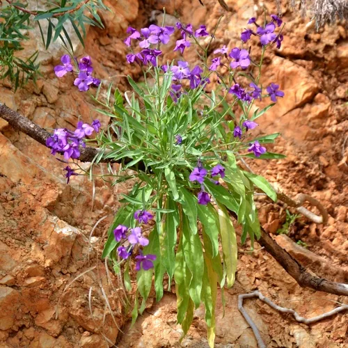 Photo: (c) Petr Harant, some rights reserved · CC BY · via iNaturalist stock (Matthiola incana), photograph