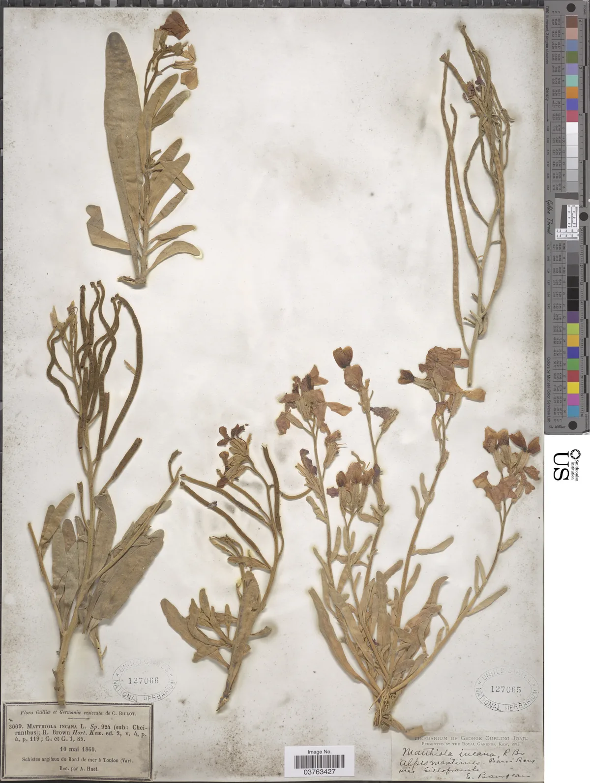 Stock (Matthiola incana), photograph