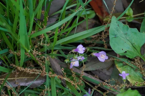 mazus (Mazus reptans), photograph