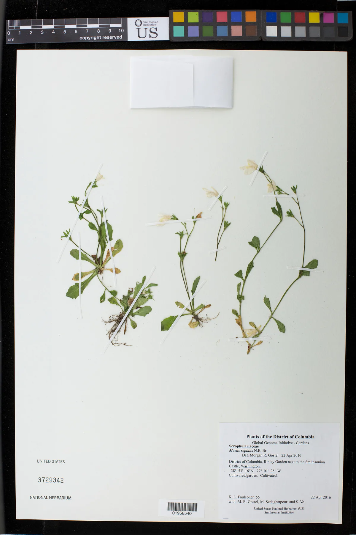 mazus (Mazus reptans), photograph