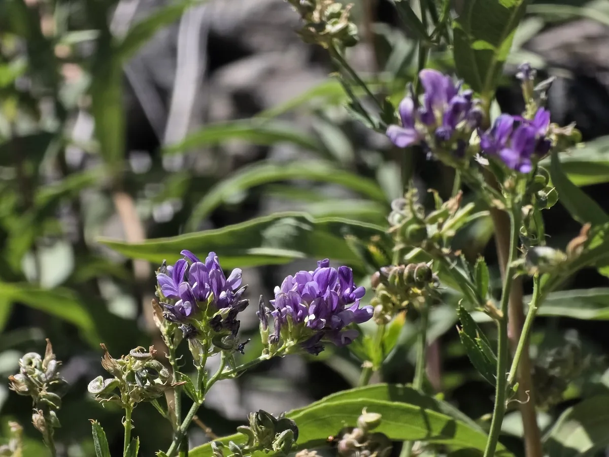 alfalfa (Medicago sativa), photograph