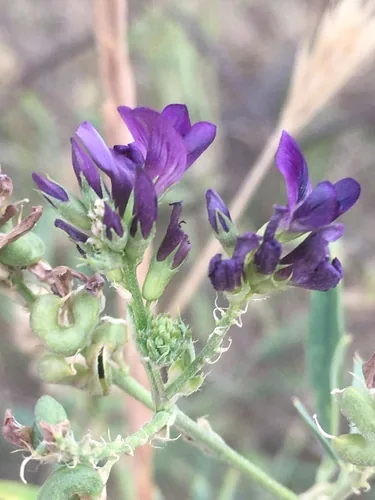 Photo: (c) Максим Шумских, some rights reserved · CC BY · via iNaturalist alfalfa (Medicago sativa), photograph