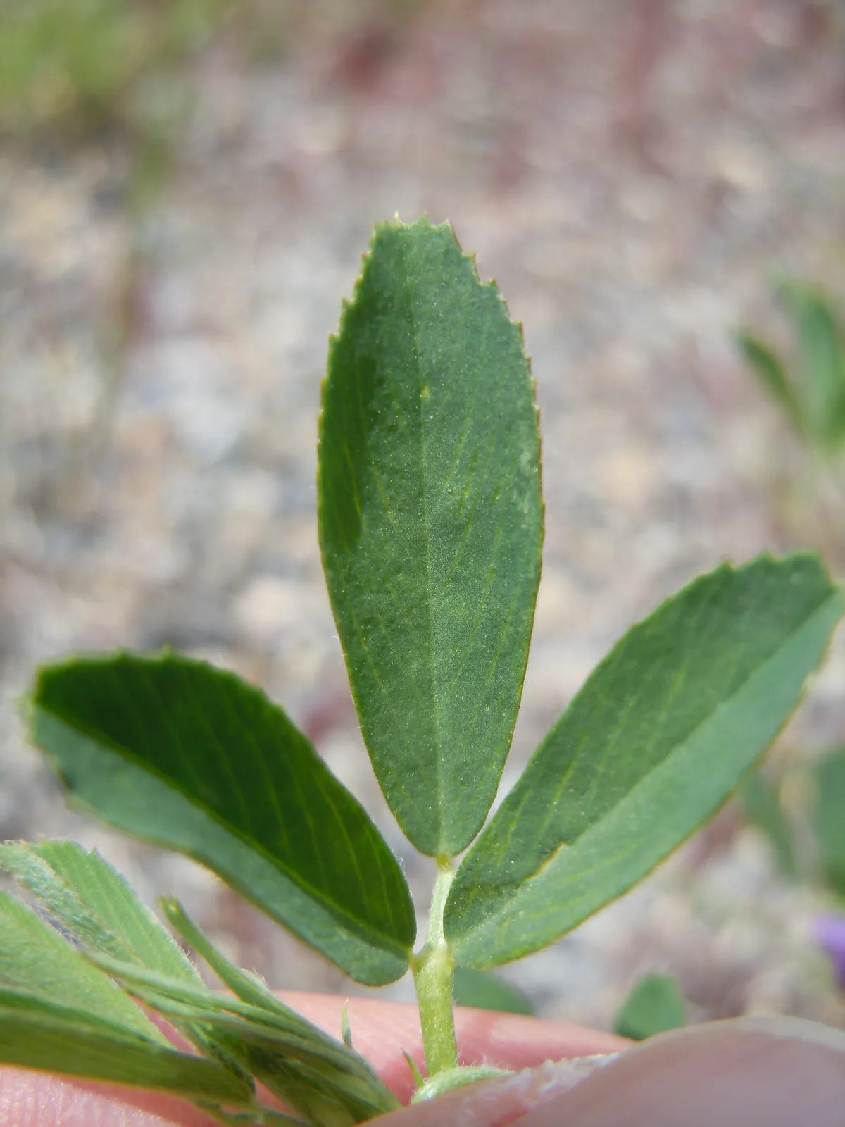 alfalfa (Medicago sativa), photograph