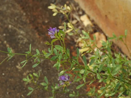 alfalfa (Medicago sativa), photograph