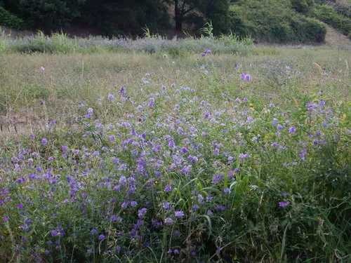 alfalfa (Medicago sativa), photograph