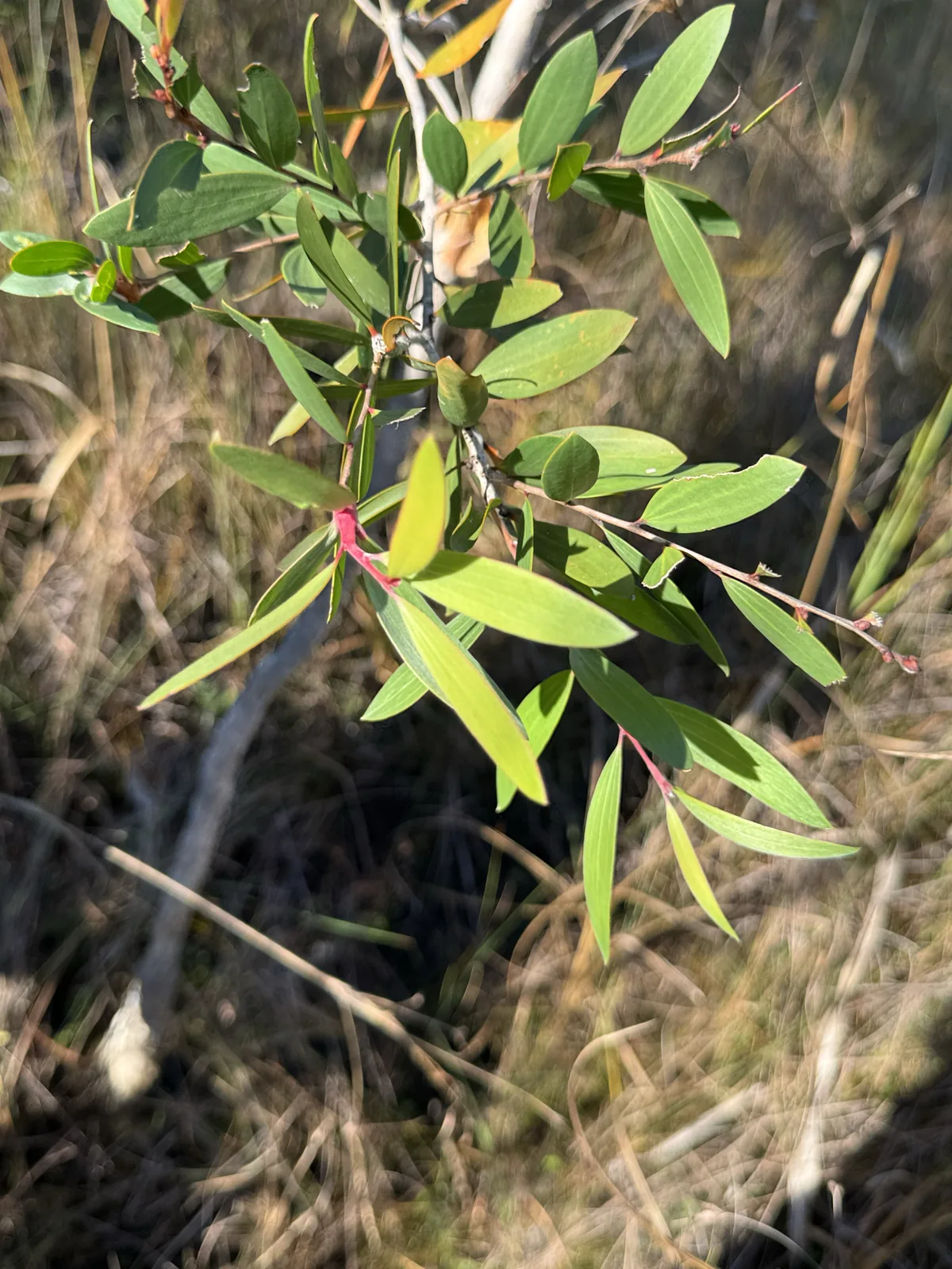 melaleuca (Melaleuca quinquenervia), photograph